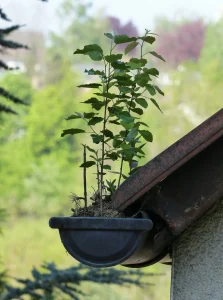 A black and old gutter on roof with overgrown weeds inside it.